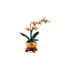 Miniatura prodotto Mini-orchidea