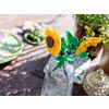 Miniatura prodotto Girasoli