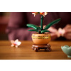 Miniatura prodotto Mini-orchidea