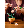 Miniatura prodotto Mini-orchidea
