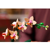 Miniatura prodotto Mini-orchidea