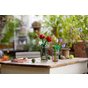 Miniatura prodotto Rose