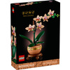 Miniatura prodotto Mini-orchidea