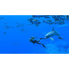 Miniatura prodotto Endless Ocean Luminous + 7 giorni di NSO